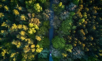 Quadric For Forestry